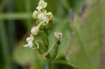 Small green wood orchid